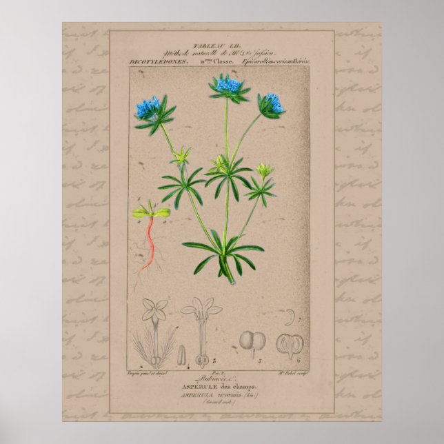 24X30 Französische botanische Illustration Blaues  Poster (Vorne)