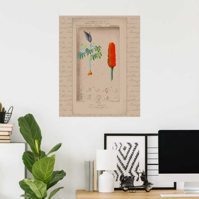 24X30 Französische botanische Illustration Poster (Heimbüro)