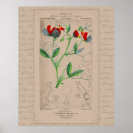 24X30 Französische botanische Illustration Süße Er Poster