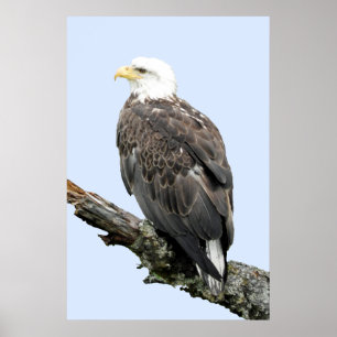 24x36 Plakatpapier (Matte) des Adlers Poster