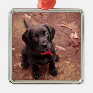 25 Wochen-alter schwarzer Labrador Silbernes Ornament