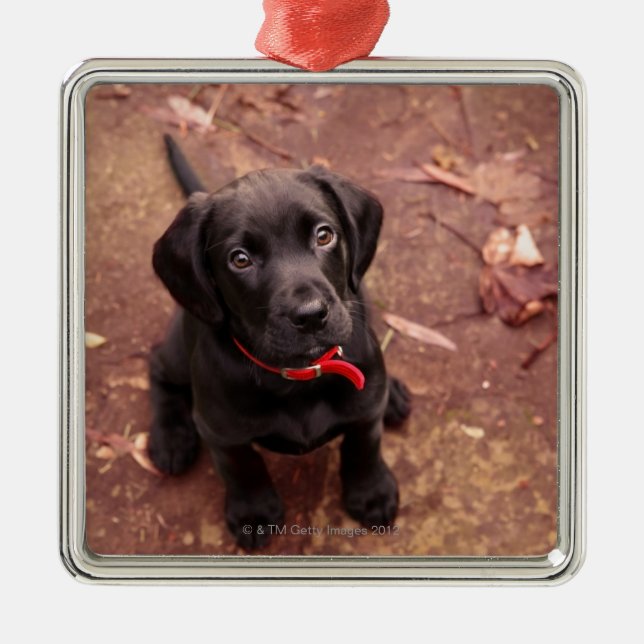 25 Wochen-alter schwarzer Labrador Silbernes Ornament (Vorne)