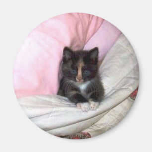 29154_Muffin-the-Cat_620 Magnet