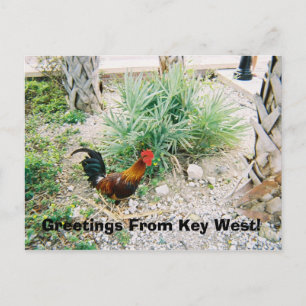 2-12-2007 (2)-07, Grüße von Key West! Postkarte