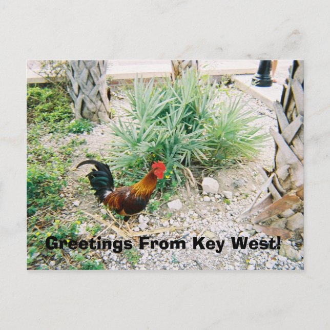 2-12-2007 (2)-07, Grüße von Key West! Postkarte (Vorderseite)