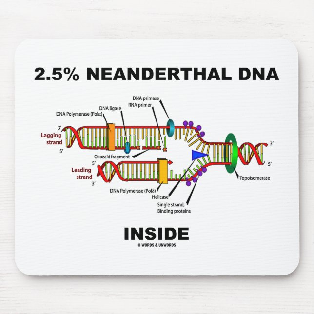 2,5 % Neanderthaler-DNA-Replikation innerhalb der  Mousepad (Vorne)