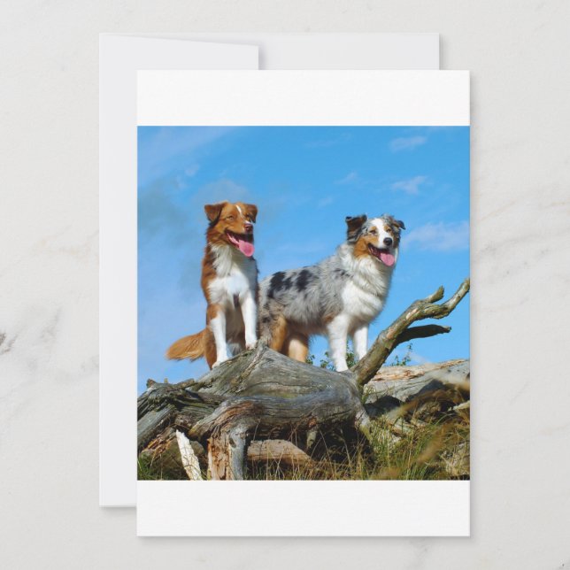 2 australische Hirten (Vorderseite)