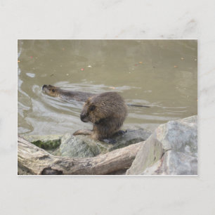 2 Biber Postkarte