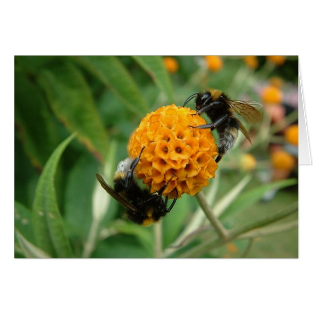 2 Biene oder nicht 2 Biene (Vorderseite (Horizontal))