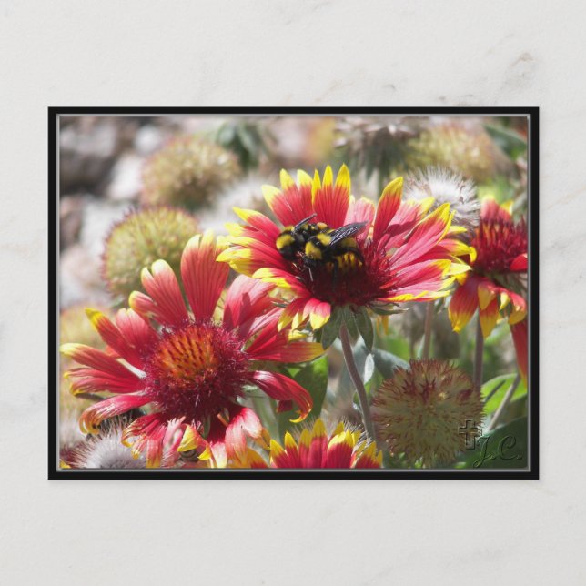 2 Bienen auf Blume im Vorgarten. Postkarte (Vorderseite)