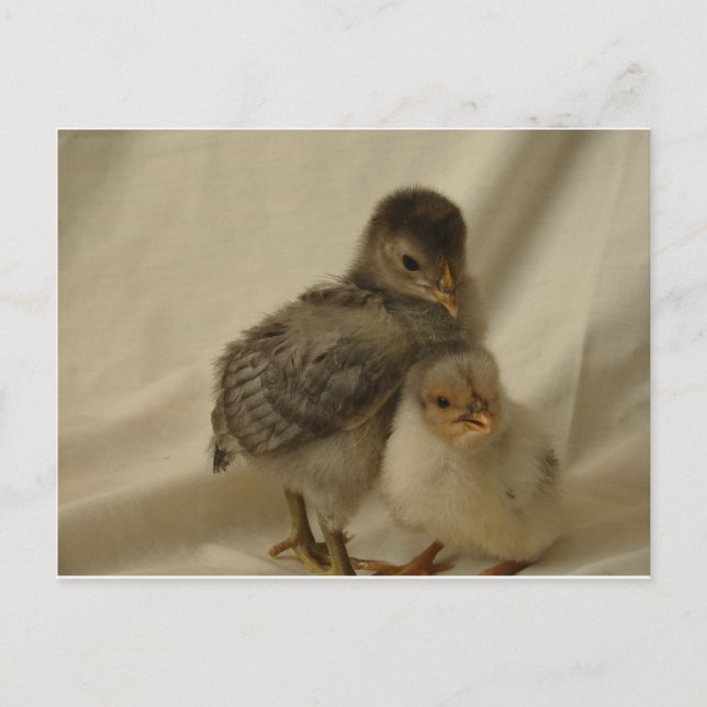 2 Blaue/graue Hähne Postkarte (Vorderseite)