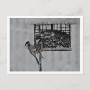 2 Chickadees Postkarte