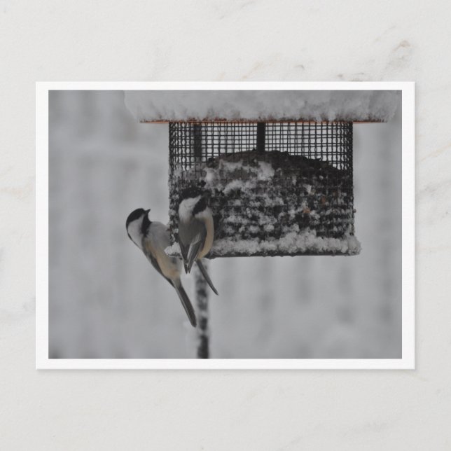 2 Chickadees Postkarte (Vorderseite)