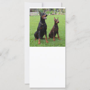 2 DOBERMANN