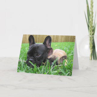 2 französische Bulldoggen im Gras Dankeskarte