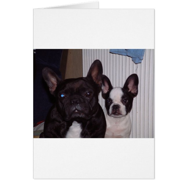2 französische Bulldogs.png (Vorne)