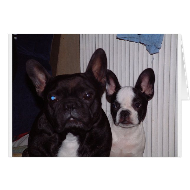 2 französische Bulldogs.png (Vorderseite (Horizontal))