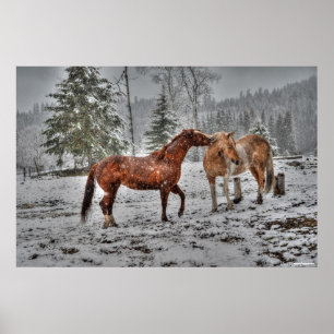 2 Friendly Ranch Horses, Dun, Palomino Paint Foto Poster