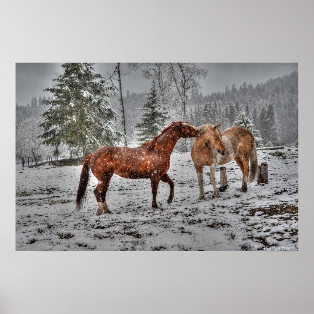 2 Friendly Ranch Horses, Dun, Palomino Paint Foto Poster (Vorne)