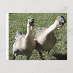 2 Gänse Postkarte