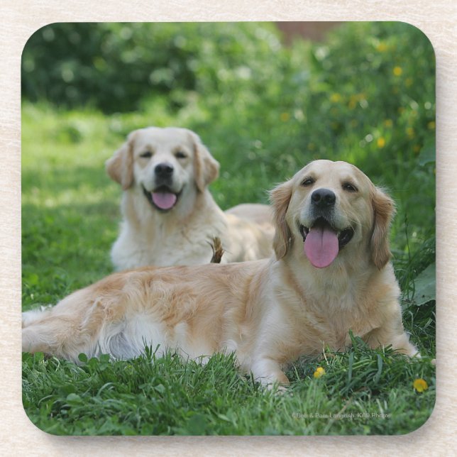 2 goldene Retriever, die in Gras legen Getränkeuntersetzer (Vorderseite)