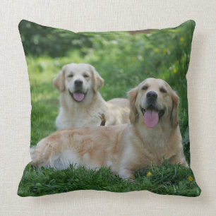 2 goldene Retriever, die in Gras legen Kissen