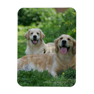 2 goldene Retriever, die in Gras legen Magnet