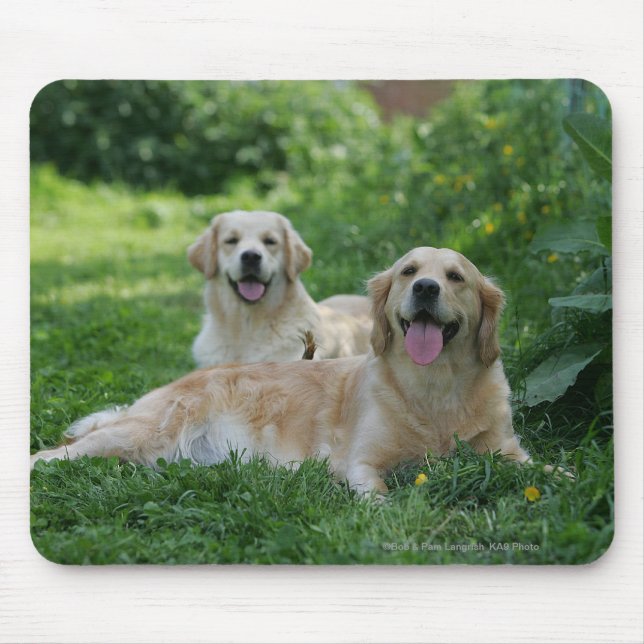 2 goldene Retriever, die in Gras legen Mousepad (Vorne)
