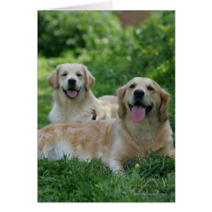 2 Goldene Retrievers im Gras