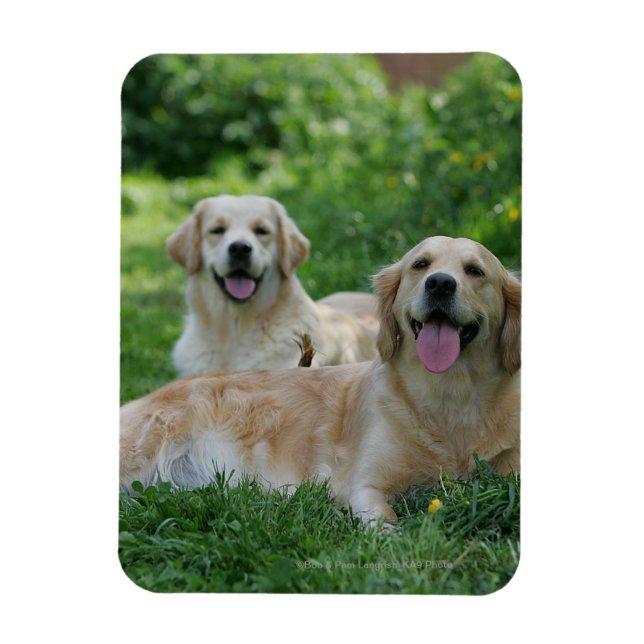 2 Goldene Retrievers im Gras Magnet (Vertikal)