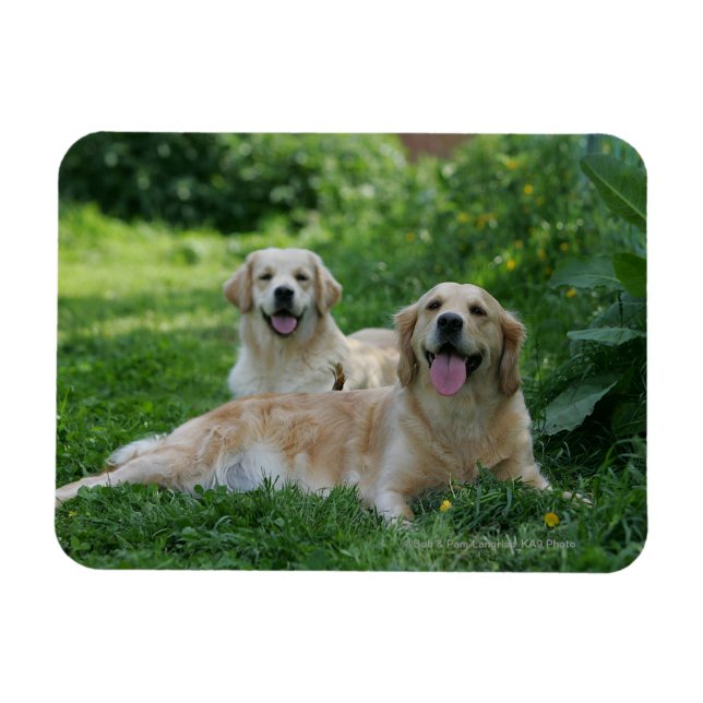 2 Goldene Retrievers im Gras Magnet (Horizontal)