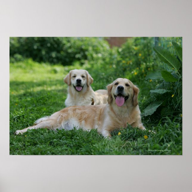 2 Goldene Retrievers im Gras Poster (Vorne)