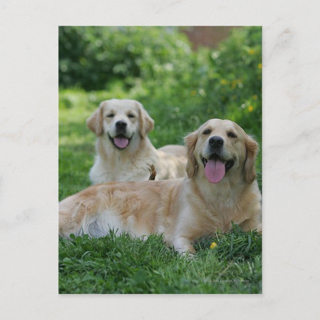 2 Goldene Retrievers im Gras Postkarte (Vorderseite)
