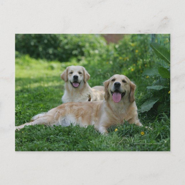 2 Goldene Retrievers im Gras Postkarte (Vorderseite)