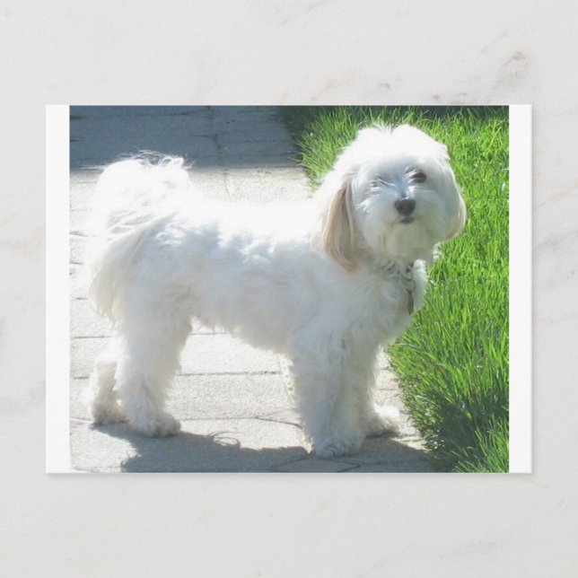 2 Havanese full.png Postkarte (Vorderseite)