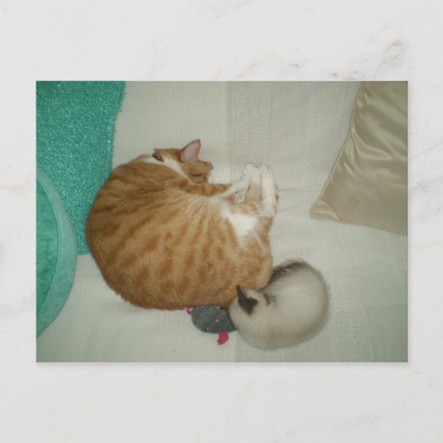 2 Kätzchen und eine Maus Postkarte (Vorderseite)