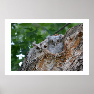 2 kleine Luv-Vögel Poster