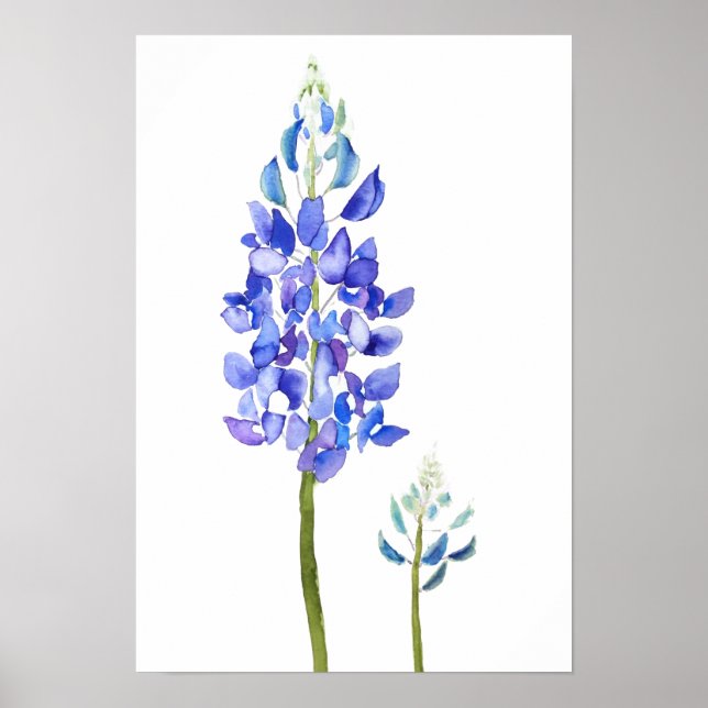 2 lila und blaue botanische Bluebonnet-Wasserfarbe Poster (Vorne)