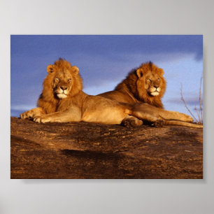 2 Lounges Lions Poster