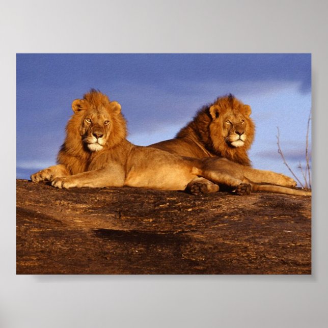 2 Lounges Lions Poster (Vorne)