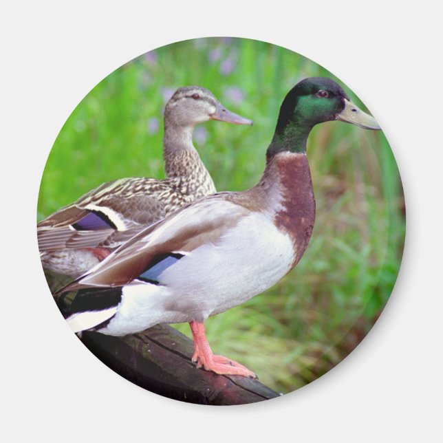 2 Mallards auf einem Zaunmagnet Magnet (Vorne)