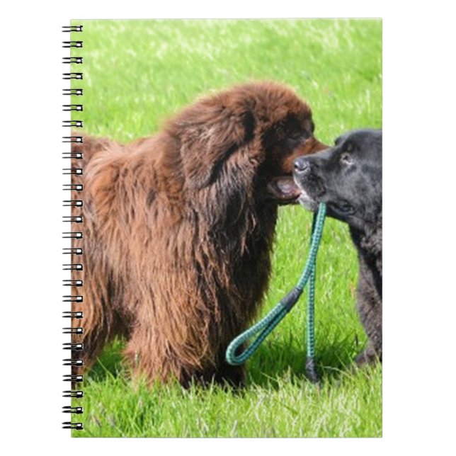 2 newfies.png notizblock (Vorderseite)