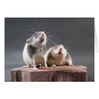 2 niedliche Ratten