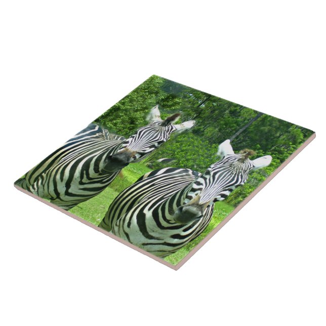 2 Niedliches Zebras Fliese (Seite)