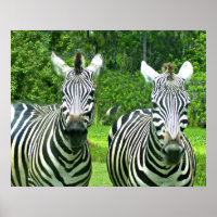 2 Niedliches Zebras