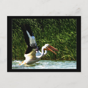 2 Pelikane Postkarte