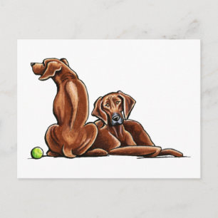 2 Rhodesian Ridgebacks Postkarte