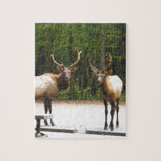 2 Rocky Mountain Elk Puzzle