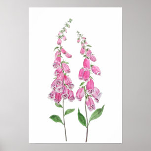 2 rosa Foxhandschuhe Blume blühen Poster