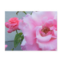 2 Rose Postkarte
